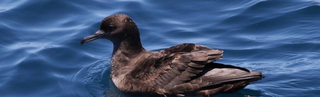 Photo: Tom Benson/Flickr (CC BY NC ND 2.0).